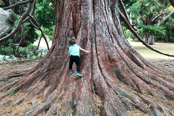 Neihana climbing up the big root network of a tree.